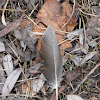 Mallard-Feather-Signs Of Wild Life