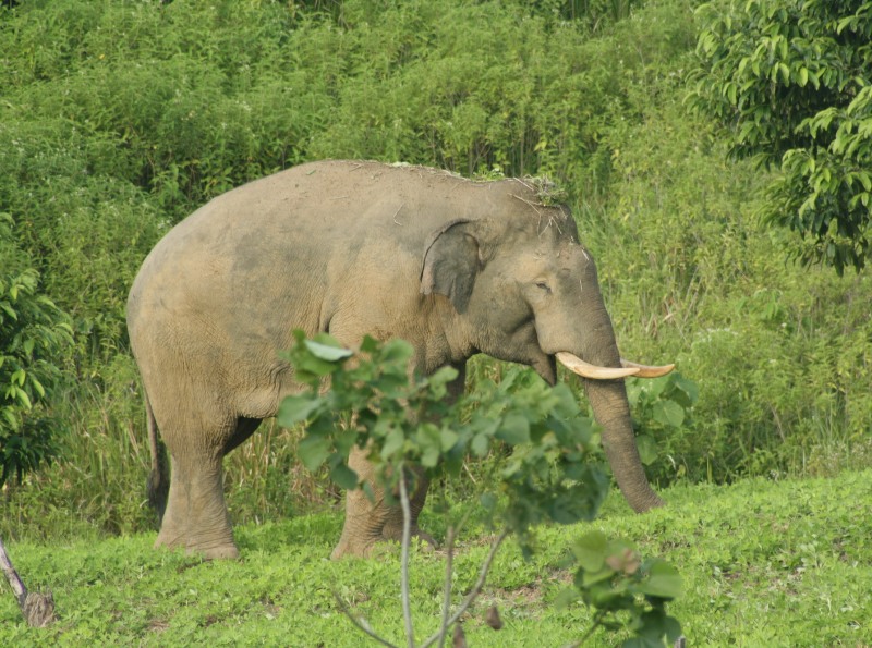 elephant patrol