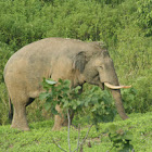 elephant patrol