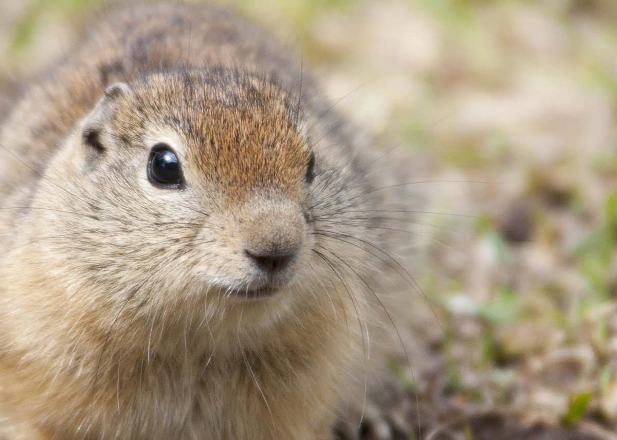 Belding's ground squirrel