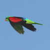 Red-winged Parrot (male)