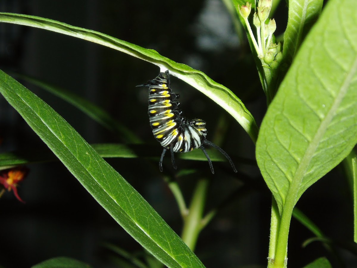 Queen butterfly caterpillar