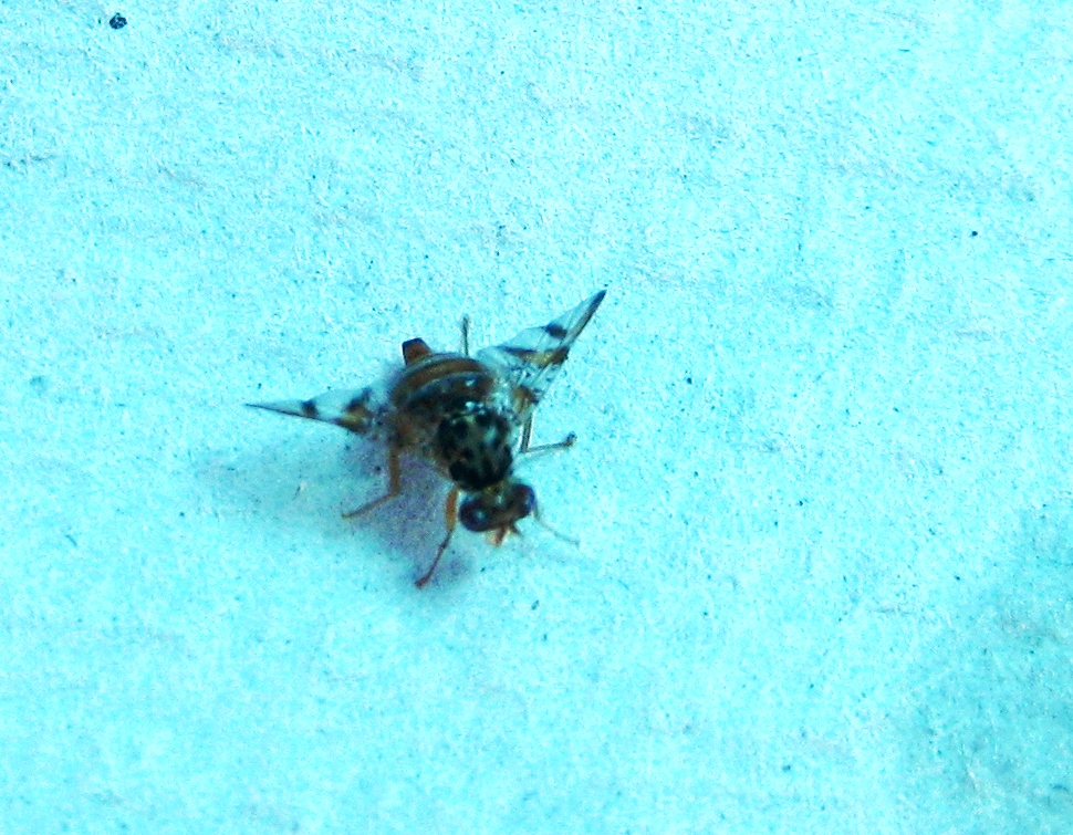 Mediterranean fruit fly or medfly/Mosca de la fruta,
