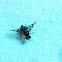 Mediterranean fruit fly or medfly/Mosca de la fruta,