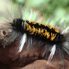 Milkweed Tussock Moth caterpillar