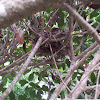Eastern mourning Dove nest