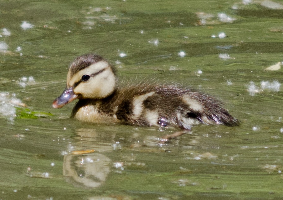 Mallard Duck (Juveniles)