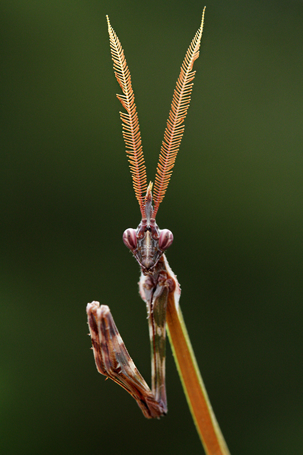 empusa fasciata | Project Noah