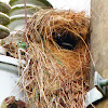 Lesser Kiskadee nest