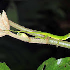O'Shaughnessy's anole, Andes anole (female)