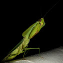 Leaf mantis
