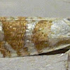 Slash Pine Seedworm Moth