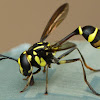 Wasp mimicking fly, Conopid fly