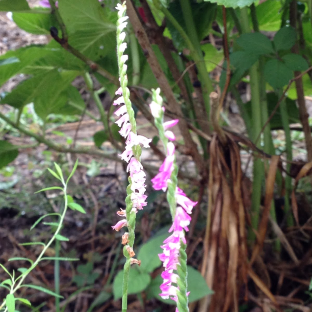 Chinese spiranthes