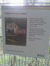 Tigers Love Water