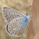 Common Blue - Hauhechel-Bläuling 