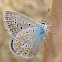 Common Blue - Hauhechel-Bläuling 