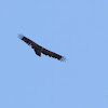 Griffon Vulture - Sup bělohlavý