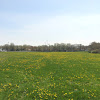 Dandilion field