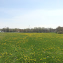 Dandilion field