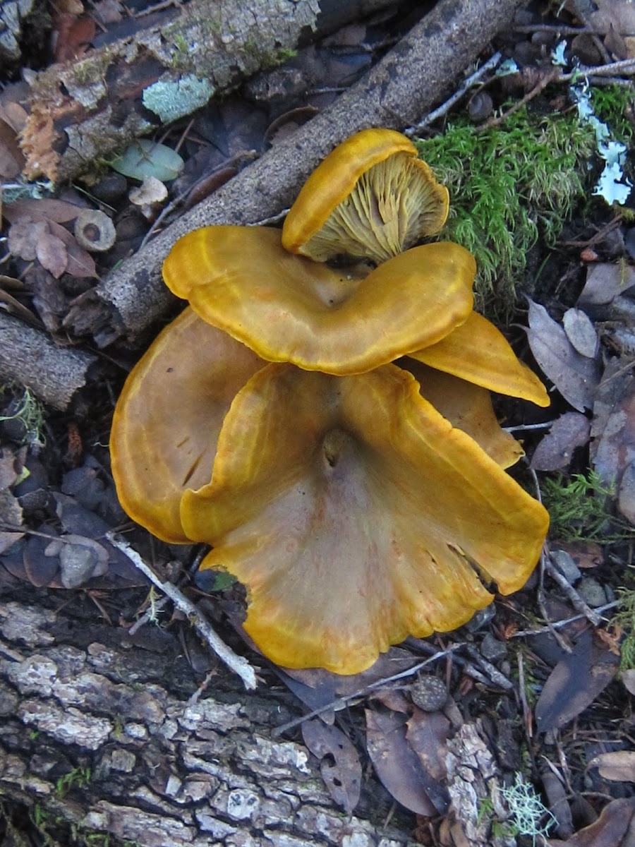 Jack-o'-Lantern Mushrooms