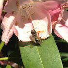 Rhododendron with honey bee