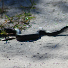 Eastern Black Racer Snake