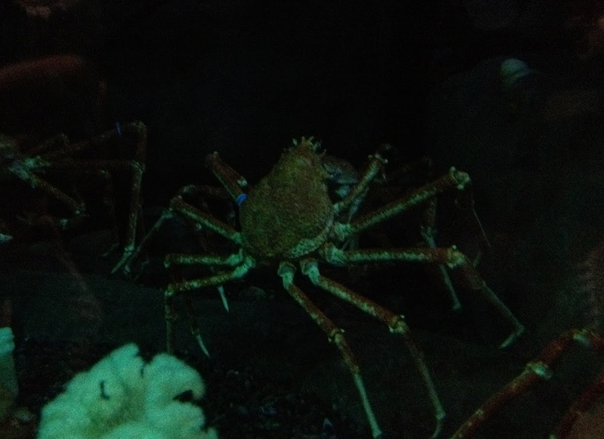 Japanese Giant Spider Crab