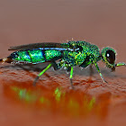 Emerald Cuckoo Wasp