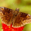 Duskywing skipper