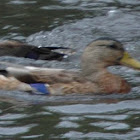 Mallard