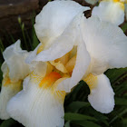 Snow White bearded Iris- cultivar