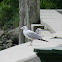 Ring-billed gull (adult)