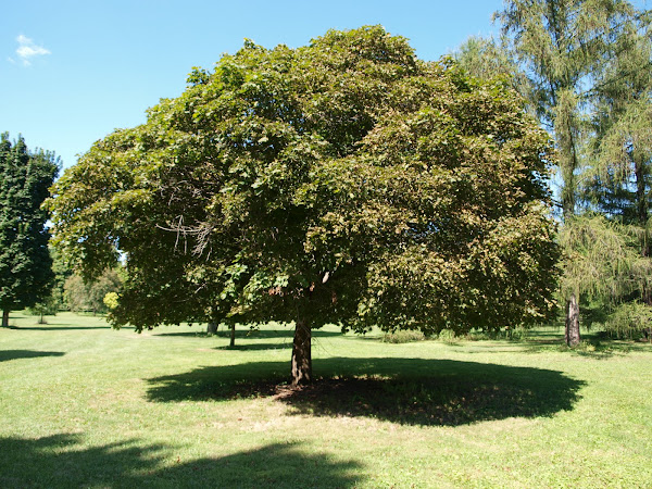 Globe Norway maple | Project Noah