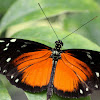 Hecale Longwing