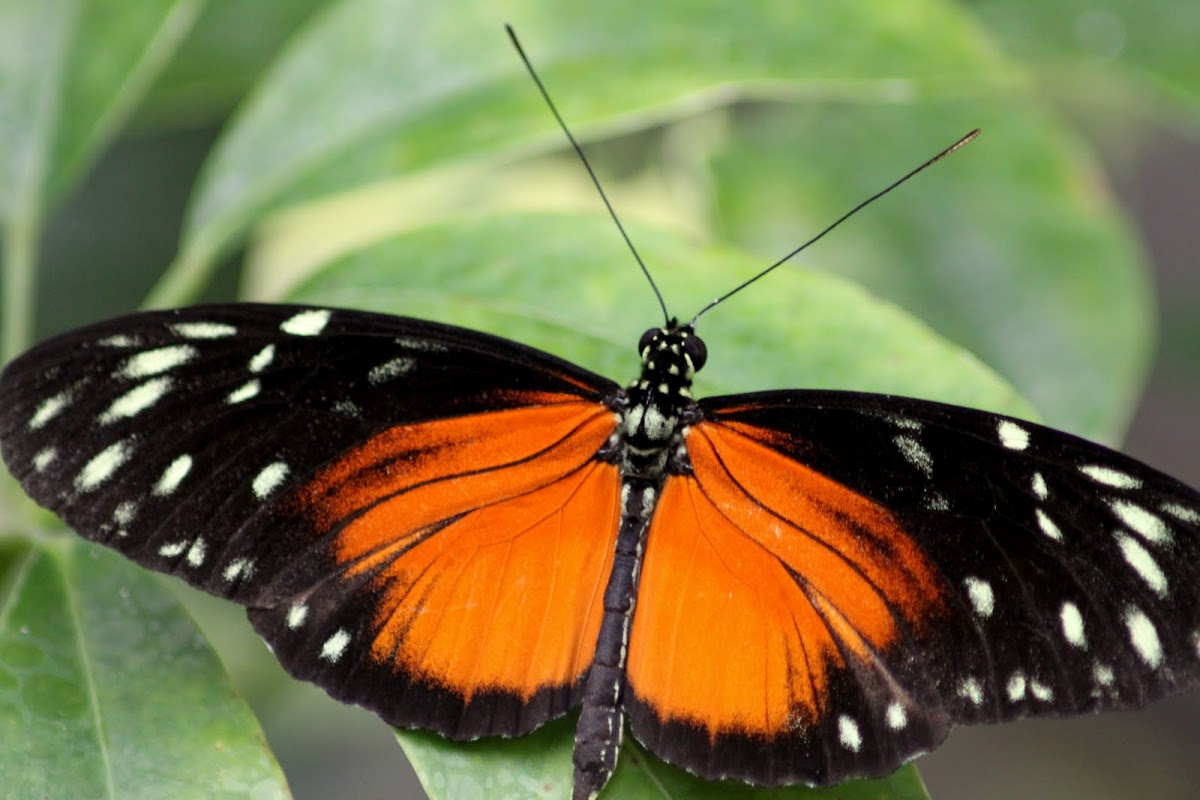 Hecale Longwing