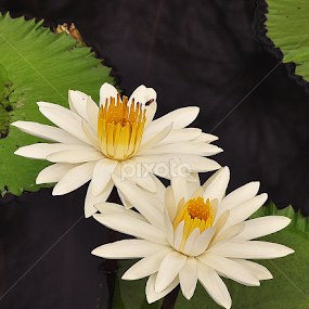 two WHITE LOTUSes... by Iyus Djuhara - Flowers Flower Gardens
