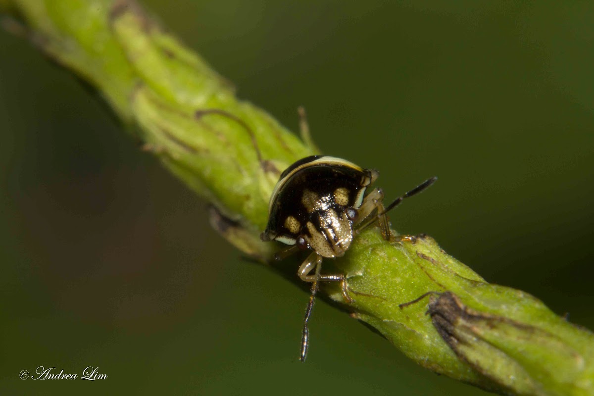 Unknown Shield Bug nymph