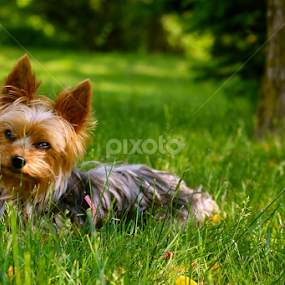 Wonders by Sydney Rohmann - Animals - Dogs Portraits