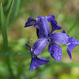 Iris with waterdrops by Brent Morris -  