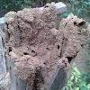 termites house/ ant hill