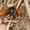 Tarantula Hawk