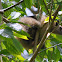 Northern Tamandua (Lesser Anteater)