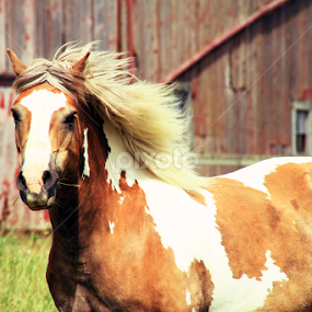 Portrait of a Horse by Marsha Biller - Animals Horses