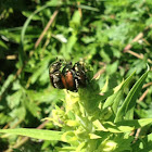 Japanese Beetle