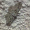 dagger moth