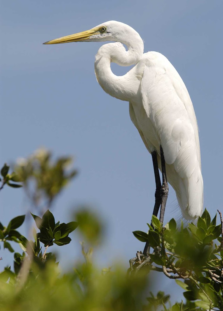 A great-white heron in Key Largo, Florida.