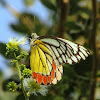 Indian Lion Butterfly