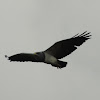 Black-Chested Buzzard-Eagle