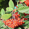 Cotoneaster